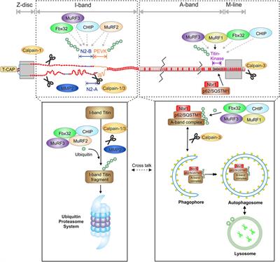 Protein Quality Control at the Sarcomere: Titin Protection and Turnover and Implications for Disease Development